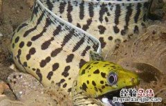 鳗鱼养殖技术视频 鳗鱼养殖技术