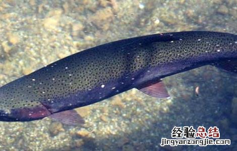 三文鱼的养殖技术视频 三文鱼的养殖技术