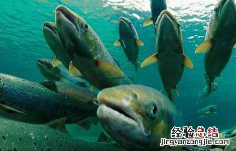 三文鱼的养殖技术视频 三文鱼的养殖技术
