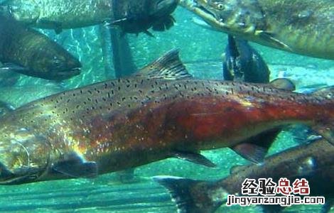 三文鱼的养殖技术视频 三文鱼的养殖技术
