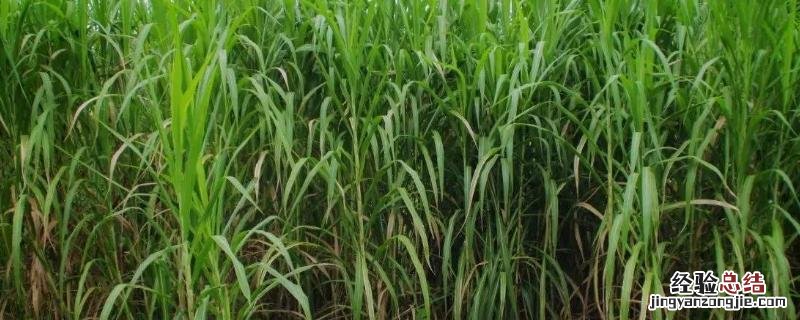 牧草种植技术,金牧粮草可以种吗 种植金牧粮草怎么样