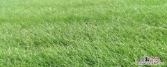 一亩黑麦草能养几只羊，一年生黑麦草和多年生黑麦草哪个好