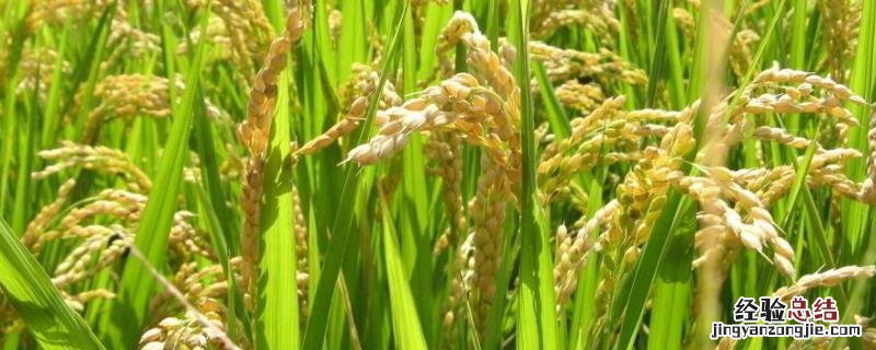 我国南方地区的粮食作物主要以什么为主，南方地区和北方地区的差异在哪
