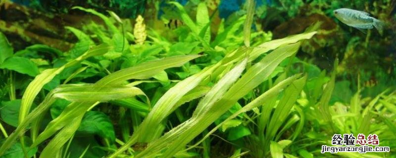 缸里已经有鱼如何种植水草，鱼塘水草用什么药清除