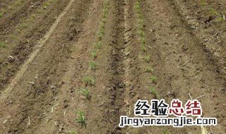 除草剂残留多长时间 应用于什么地方