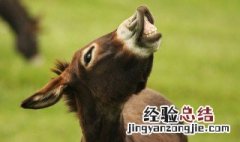 驴的拼音 驴的拼音是什么