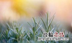 迷迭香的吃法 迷迭香怎么吃法