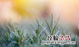 迷迭香的吃法 迷迭香怎么吃法