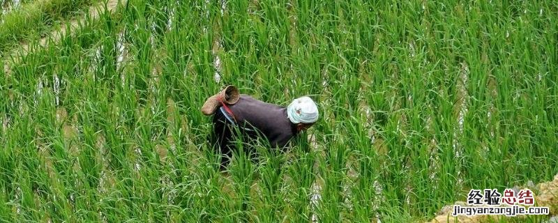 禾苗枯死是因为什么，想要禾苗长得好应该采用哪些方法