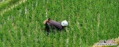 禾苗枯死是因为什么，想要禾苗长得好应该采用哪些方法