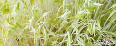 生产豆芽需要什么设备，设备用什么消毒好