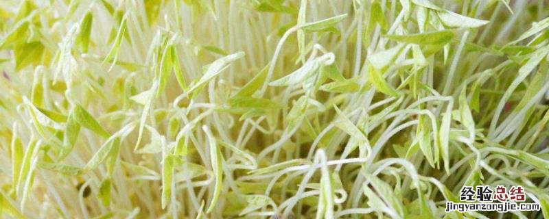 生产豆芽需要什么设备，设备用什么消毒好