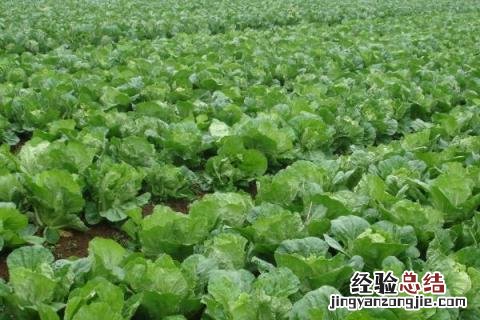 9月份种植什么农作物 9月份种植什么农作物露天