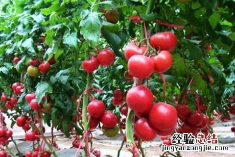 9月份种植什么农作物 9月份种植什么农作物露天