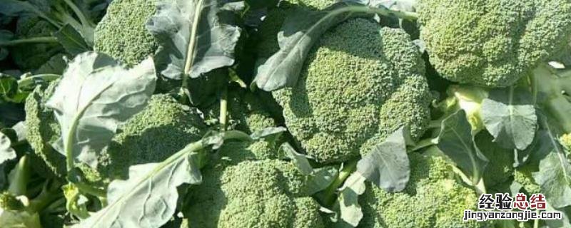 9月份种植什么农作物 9月份种植什么农作物露天