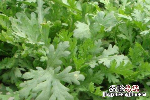 9月份种植什么农作物 9月份种植什么农作物露天