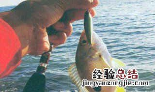 为什么初学路亚钓不到鱼 为什么我的路亚钓不到鱼