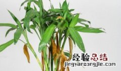 风水学富贵竹养几支最好 风水富贵竹养几支最旺运