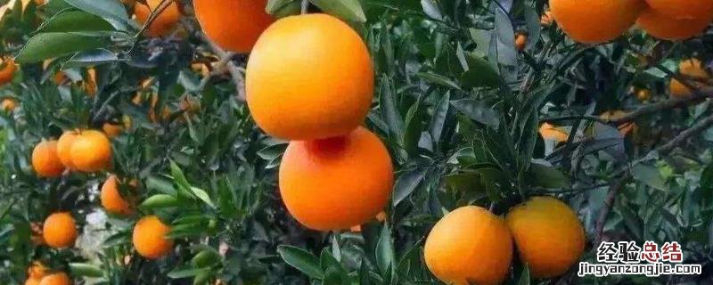 脐橙脐黄病用什么药,是什么原因引起的?什么时候防治效果好