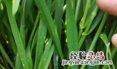 硼元素对小麦生长的作用是什么 硼元素对小麦生长的作用