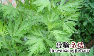 房间烧艾草对身体有好处吗？ 了解一下