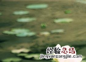 鲜薄荷叶泡水喝的功效与作用 荷叶泡水喝的功效与作用