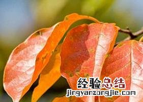 柿子叶茶的功效与作用 柿子叶茶的功效与作用