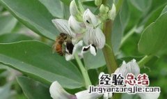 蚕豆怎么摘心 蚕豆怎样整枝摘心