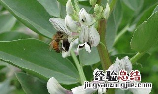 蚕豆怎么摘心 蚕豆怎样整枝摘心