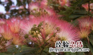 蓉花树有毒吗? 蓉花树木可以做什么