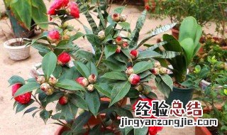 茶花快开花时可以施肥吗 茶花快开花了可以施肥吗
