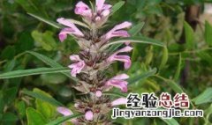 益母草对孕妇的功效与作用 益母草对孕妇有什么作用