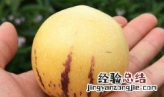 人参果熟了会变软吗 人参果软了就熟了吗