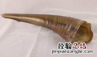 白水牛角的功效与作用降皿压 白水牛角的功效与作用