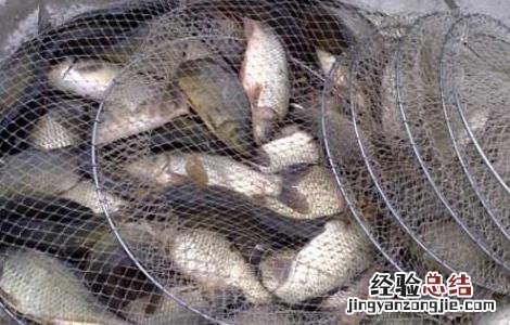 鲫鱼养殖技术视频大全 鲫鱼养殖技术视频