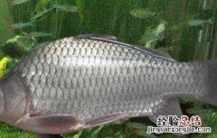 鲫鱼养殖技术视频大全 鲫鱼养殖技术视频