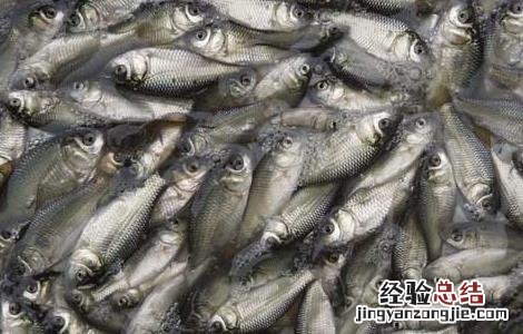 鲫鱼养殖技术视频大全 鲫鱼养殖技术视频