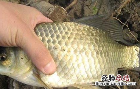 鲫鱼养殖技术视频大全 鲫鱼养殖技术视频