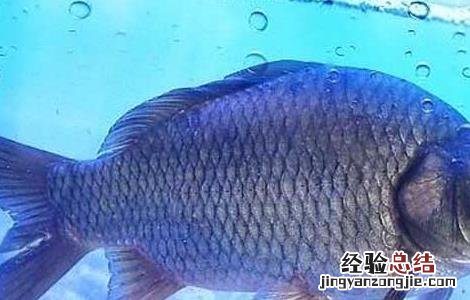 鲫鱼养殖技术视频大全 鲫鱼养殖技术视频
