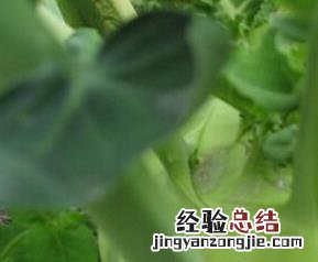 蔓菁的营养价值与功效 蔓菁的营养价值与功效是什么