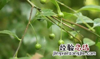 星星的功效 点称星的作用及功效
