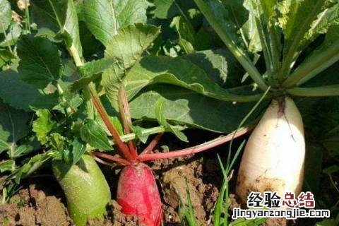 八月种什么农作物 8月种植什么农作物