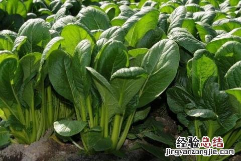八月种什么农作物 8月种植什么农作物