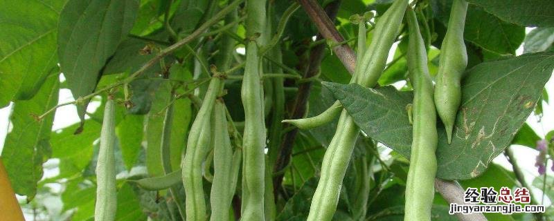 八月种什么农作物 8月种植什么农作物