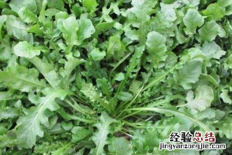 八月种什么农作物 8月种植什么农作物