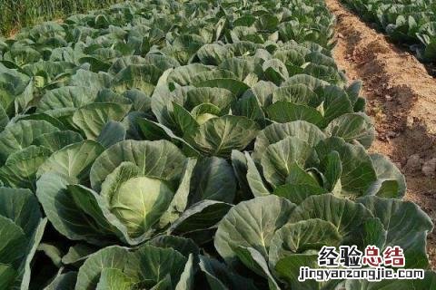 安徽6月份种植什么农作物 6月份种植什么农作物