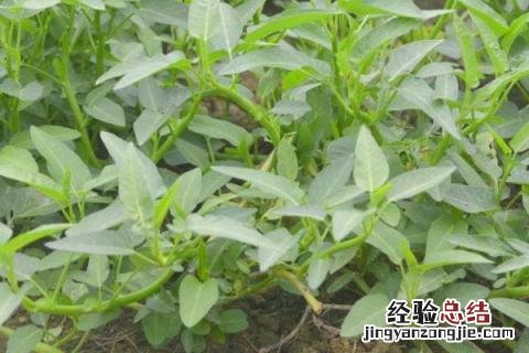 安徽6月份种植什么农作物 6月份种植什么农作物