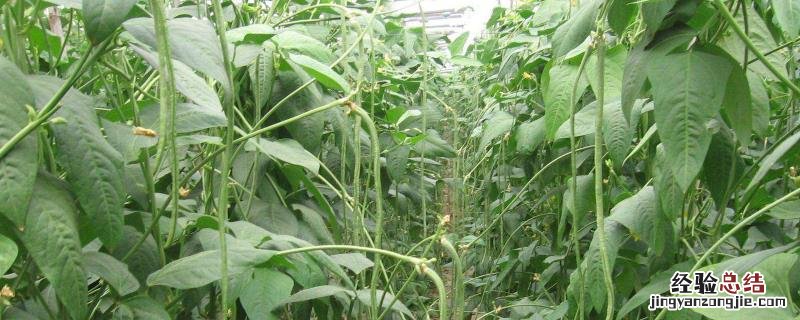 安徽6月份种植什么农作物 6月份种植什么农作物