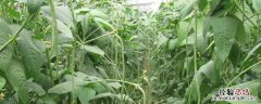 安徽6月份种植什么农作物 6月份种植什么农作物