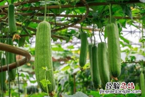 七八月份适合种什么农作物黑龙江 七八月份适合种什么农作物